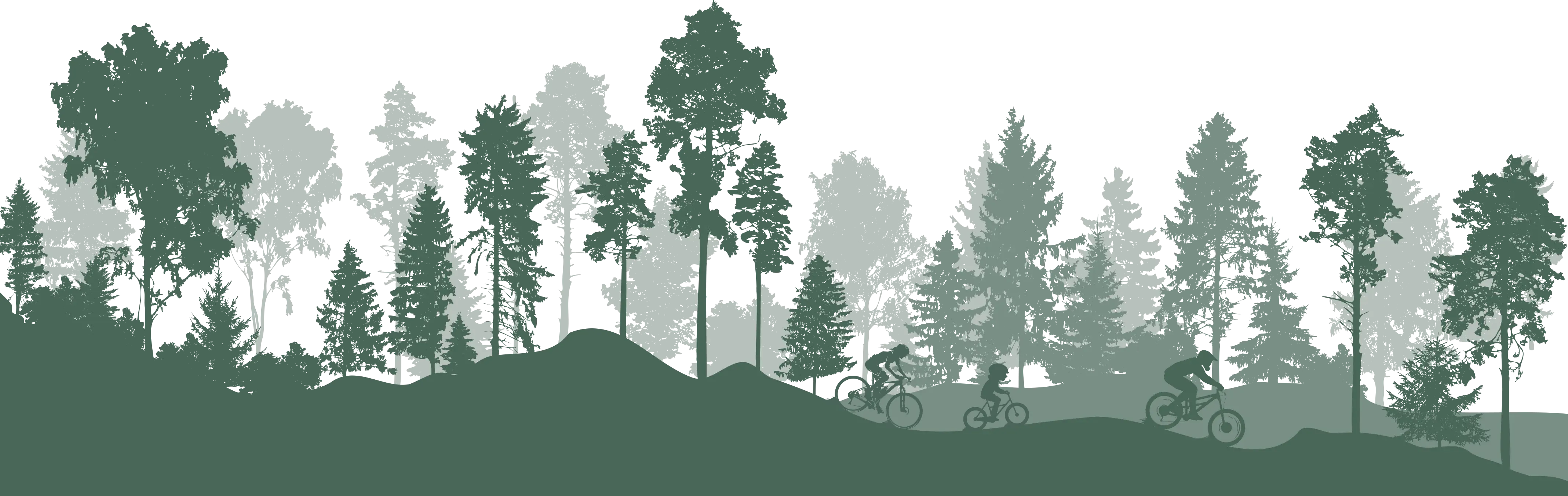 Mountain Biking in Forest